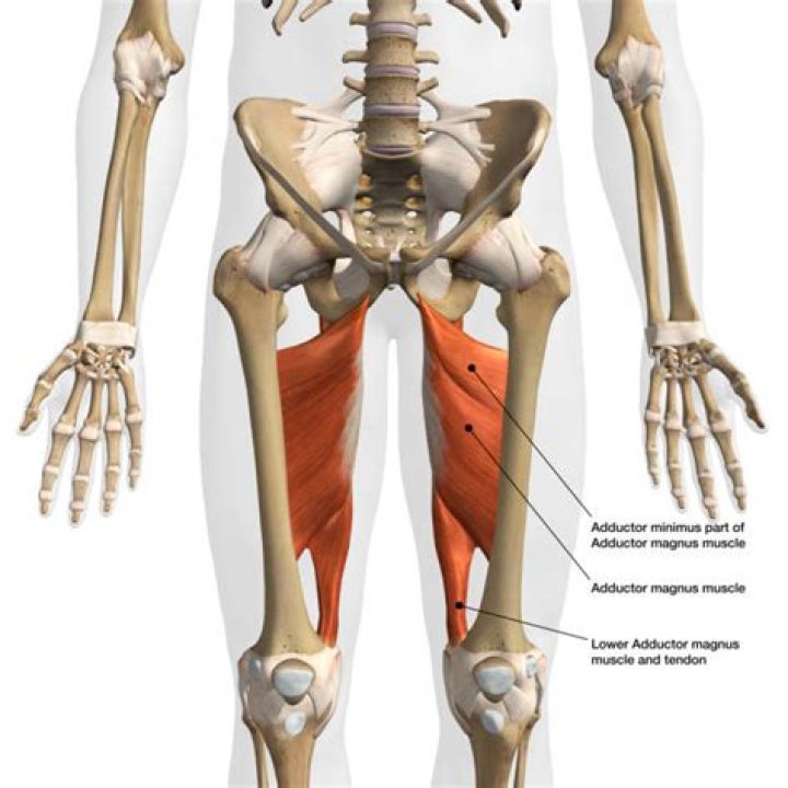 What is the adductor muscle