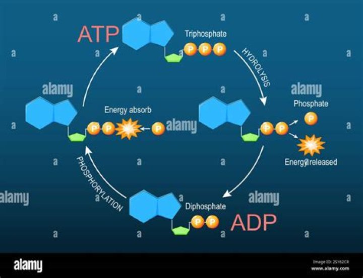 What is the ADP test