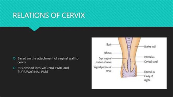 What is the anatomical relationship between the cervix and uterus