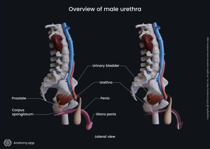 What is the anatomy of the urethra