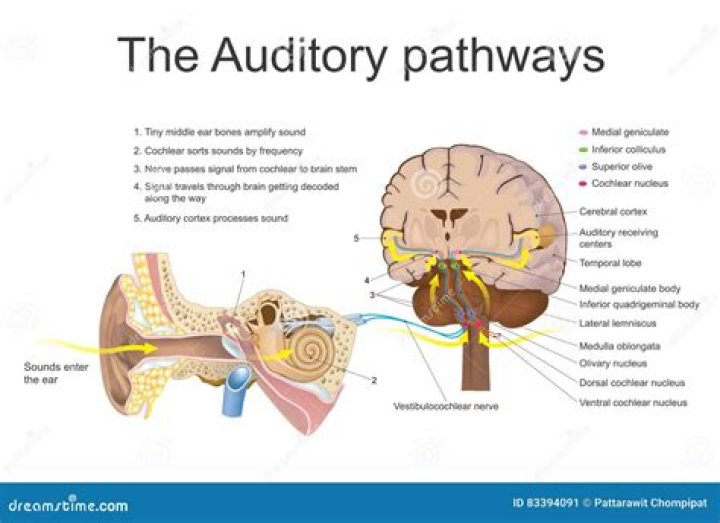 What is the auditory sense