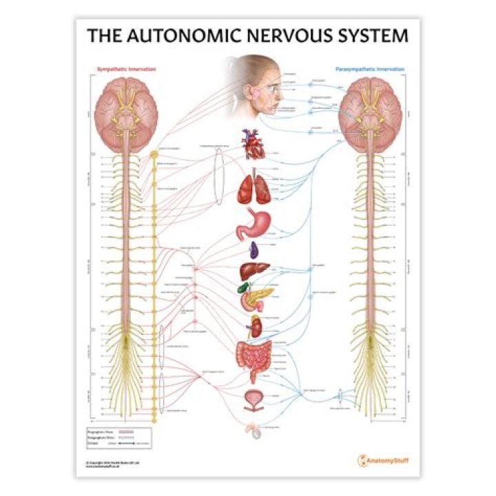 What is the autonomic nervous system