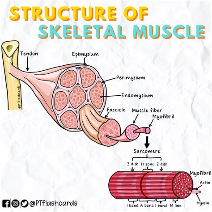 What is the belly of a skeletal muscle