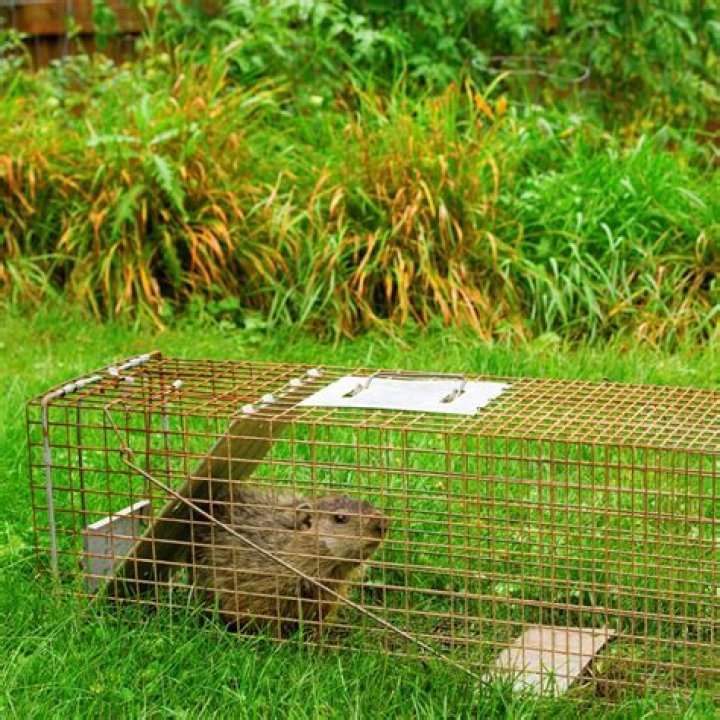 What is the best bait for possum traps