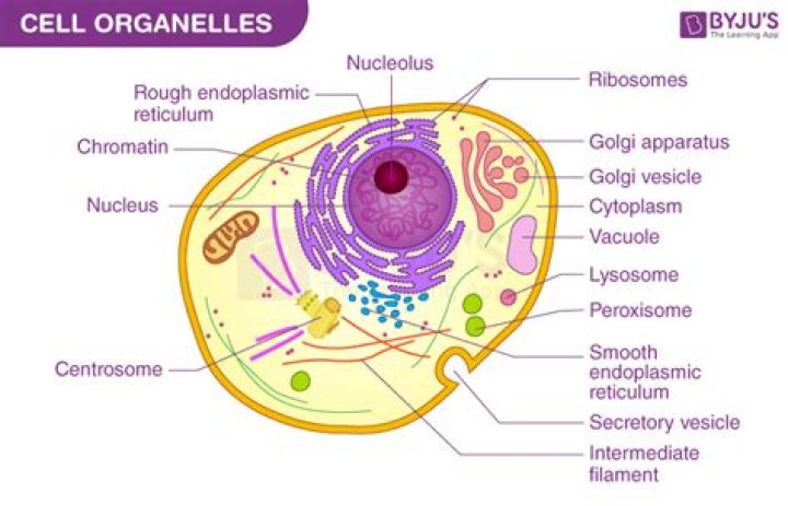 What is the best description of an organelle