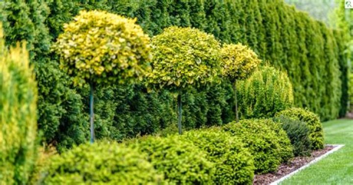 What is the best evergreen hedge for privacy