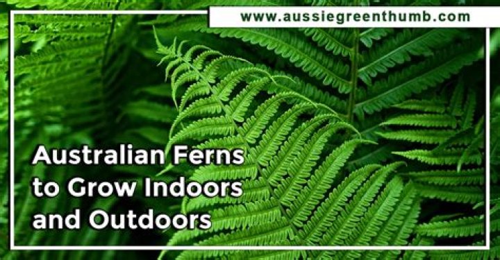 What is the best ferns to grow