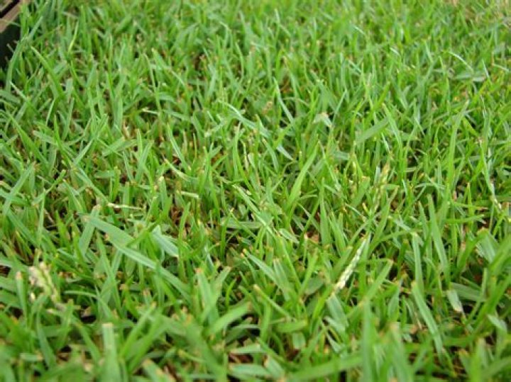 What is the best grass seed to plant in Alabama
