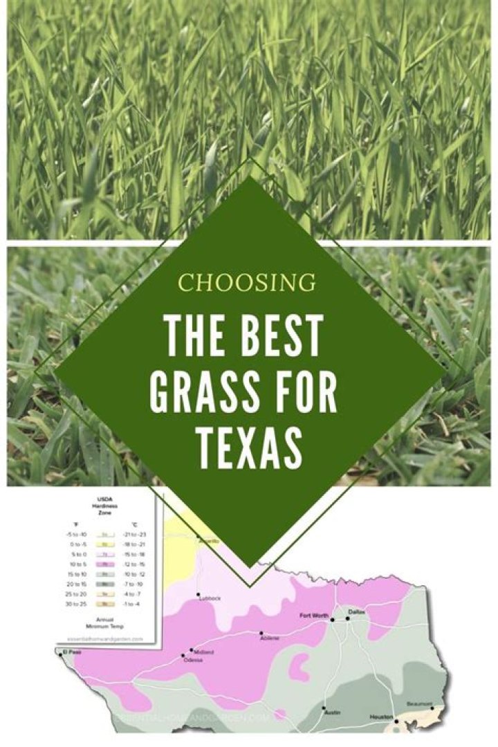 What is the best grass to grow in California