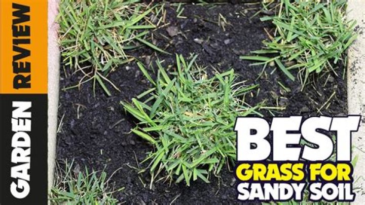 What is the best grass to grow in Dallas Texas