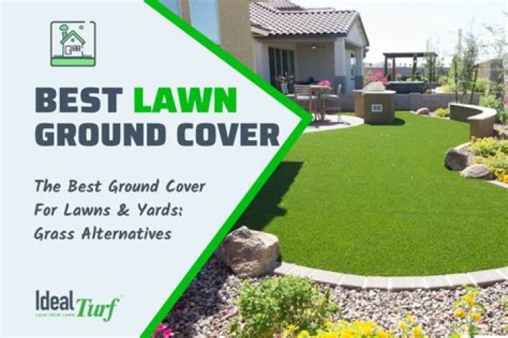 What is the best ground cover for a dog yard