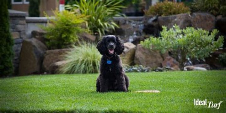What is the best ground cover for dog run