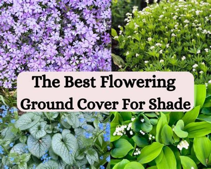 What is the best ground cover for flower beds