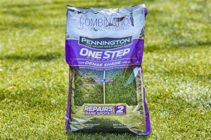What is the best lawn patch product