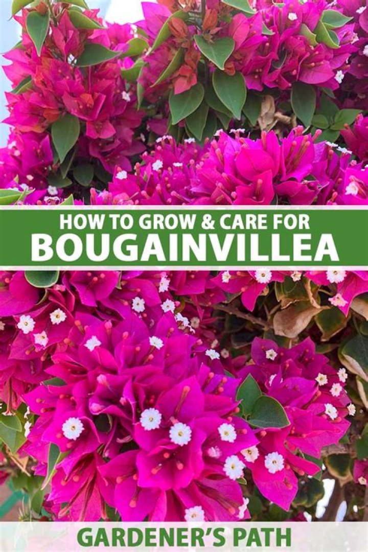 What is the best month to plant bougainvillea
