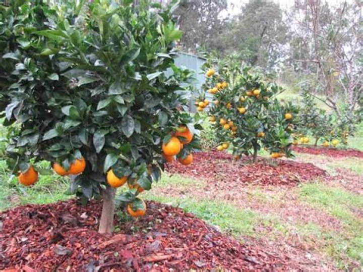 What is the best mulch for citrus trees