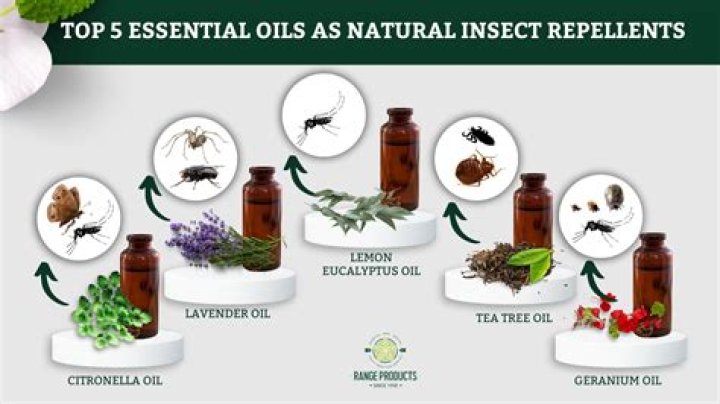 What is the best natural bug repellent