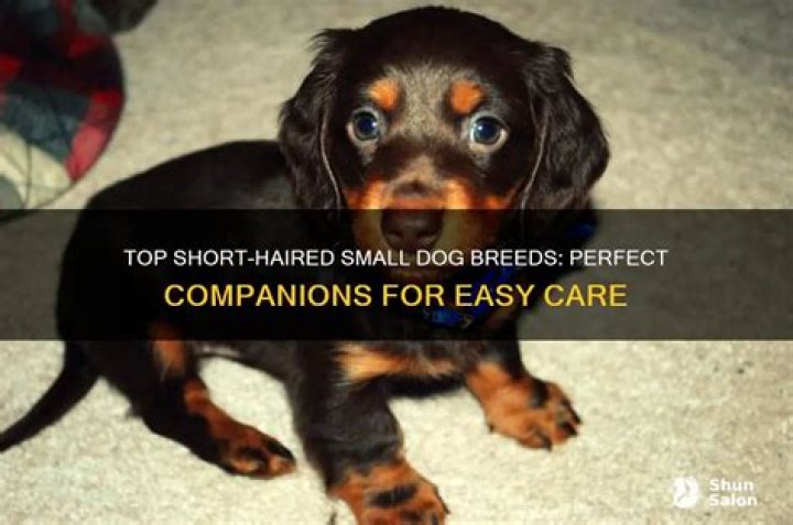 What is the best short haired small dog