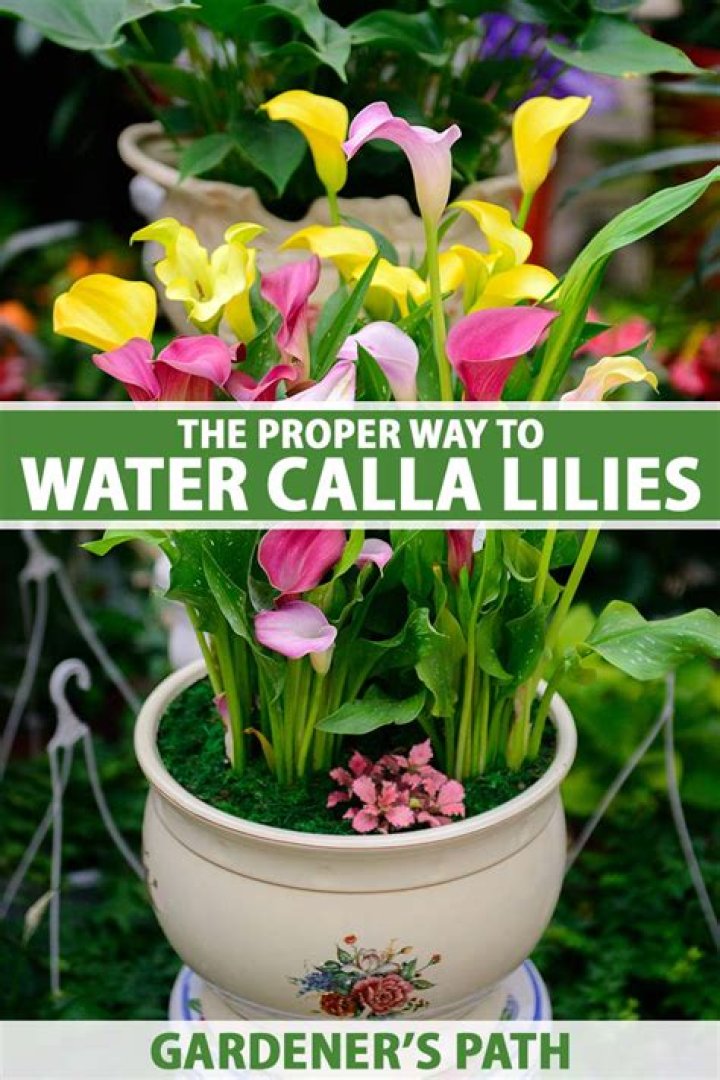 What is the best soil for calla lilies