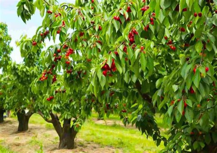 What is the best sweet cherry tree
