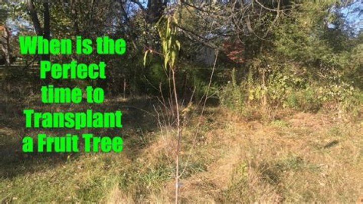 What is the best time of year to transplant fruit trees