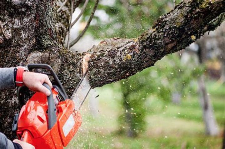 What is the best time of year to trim your trees