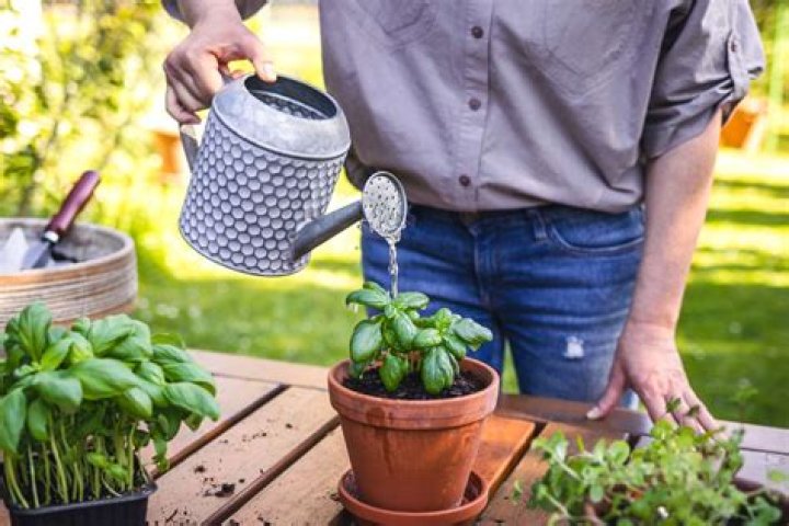 What is the best time to water outdoor plants