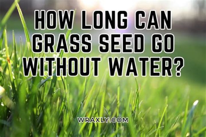 What is the best type of grass to grow