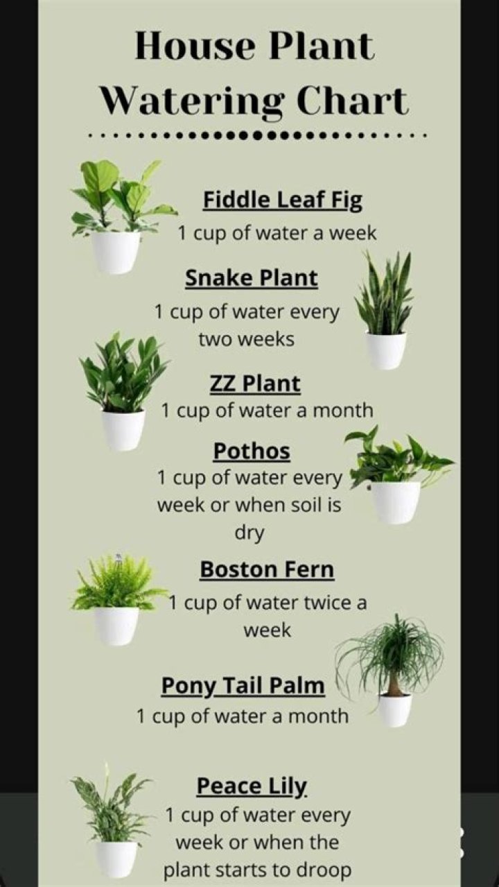 What is the best way to water house plants