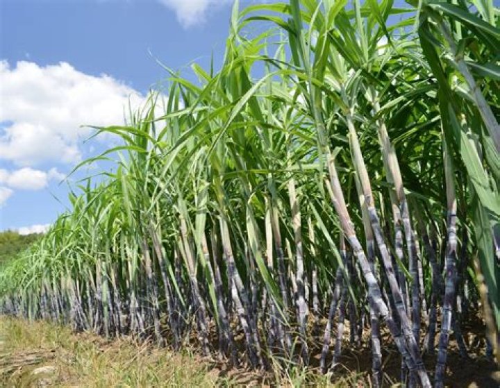 What is the biggest cash crop in Kentucky