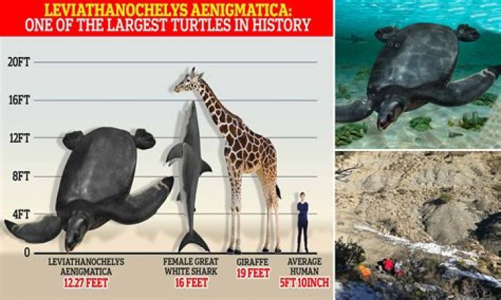 What is the biggest threat to sea turtles