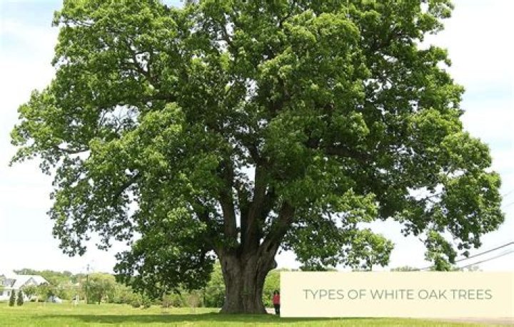 What is the black oak tree used for