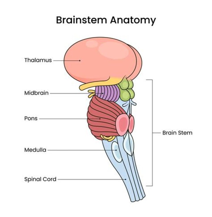 What is the brain stem made up of