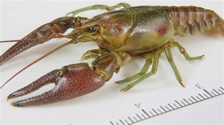 What is the carapace crayfish