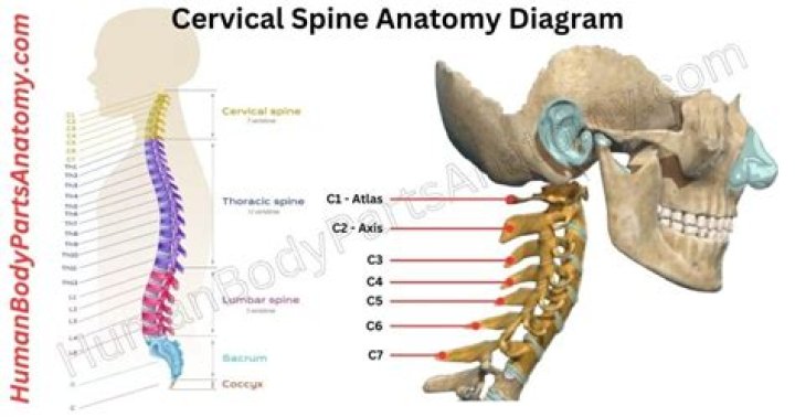 What is the cervical vertebrae function