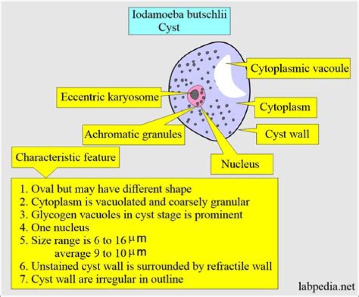 What is the characteristic appearance of Iodamoeba Butschlii