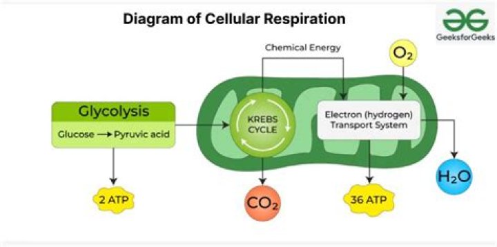 What is the chemical process for respiration