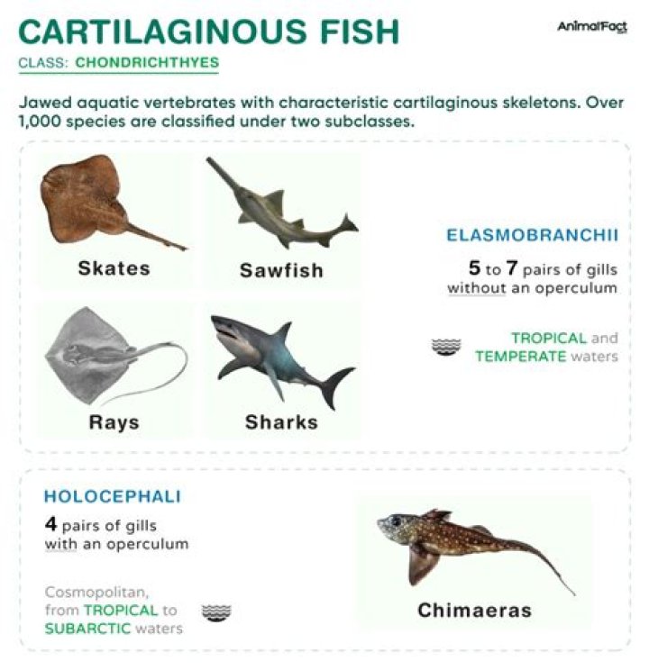 What is the class of cartilaginous fish