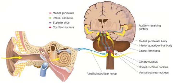 What is the cochlear nucleus