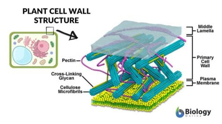 What is the composition of cell wall in plants and fungi