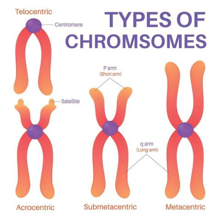 What is the composition of chromosomes