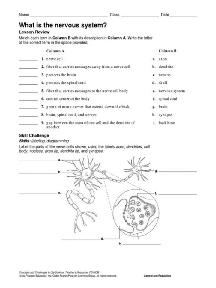 What is the control center of the entire nervous system worksheet