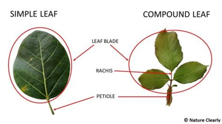 What is the definition of a simple leaf