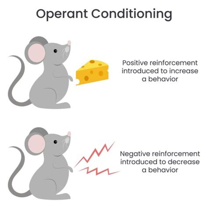 What is the definition of reinforcement quizlet