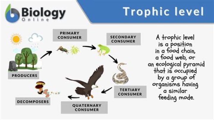 What is the definition of trophic level in biology