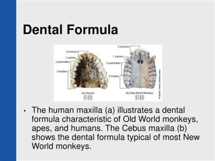 What is the dental formula for Old World monkeys