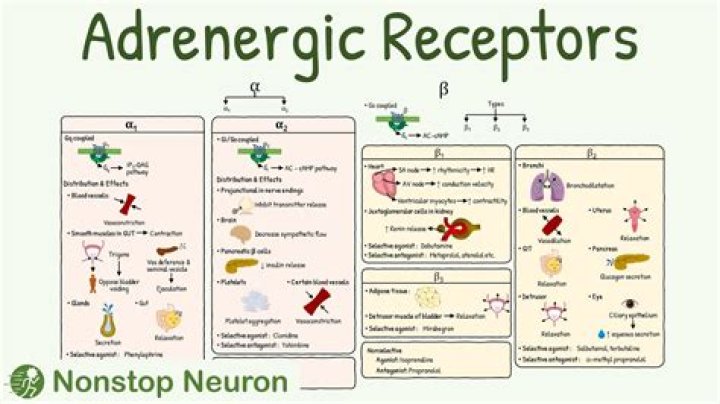 What is the difference between a cholinergic and adrenergic receptor