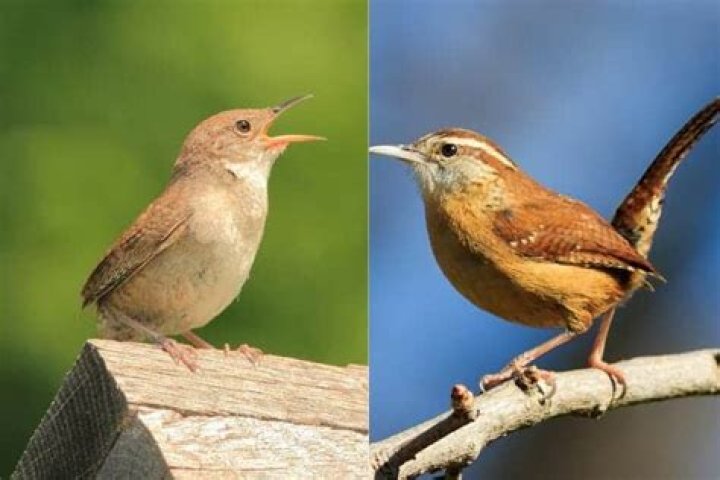 What is the difference between a male and female wren