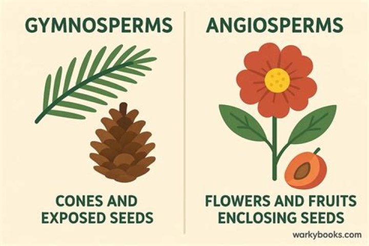 What is the difference between angiosperms gymnosperms and seedless plants