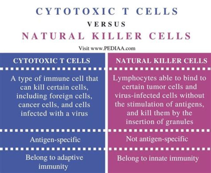 What is the difference between cytotoxic T cells and natural killer cells